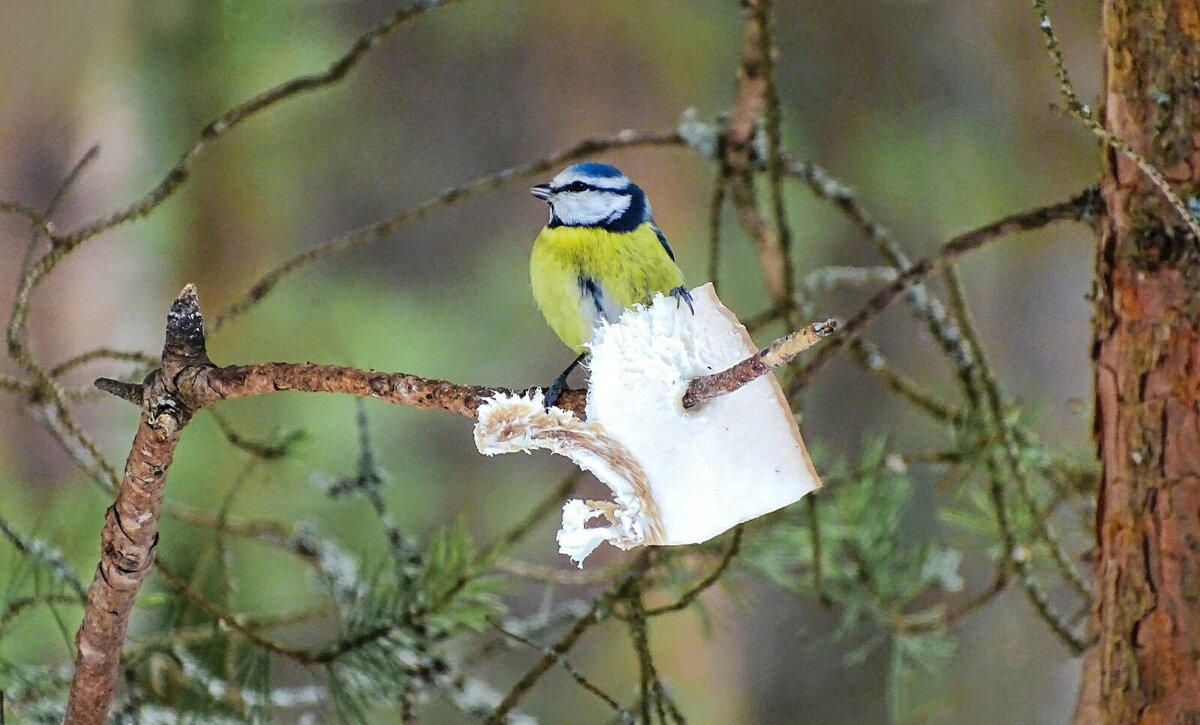 "Это всё моё!" - Милешкин Владимир Алексеевич 