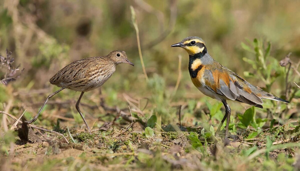 Птицы - СЕРГЕЙ ФИЛОЧКИН