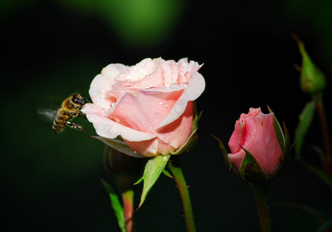 Летнее. - Владимир Летнее. - Владимир