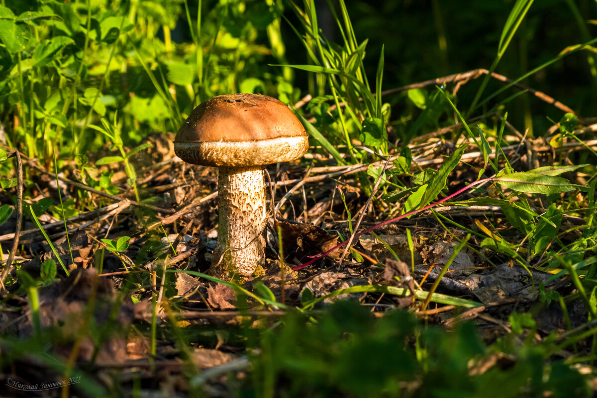 Ранее июньское утро в окрестностях Ухты и, сразу первый гриб - обабок) - Николай Зиновьев Ранее июньское утро в окрестностях Ухты и, сразу первый гриб - обабок) - Николай Зиновьев