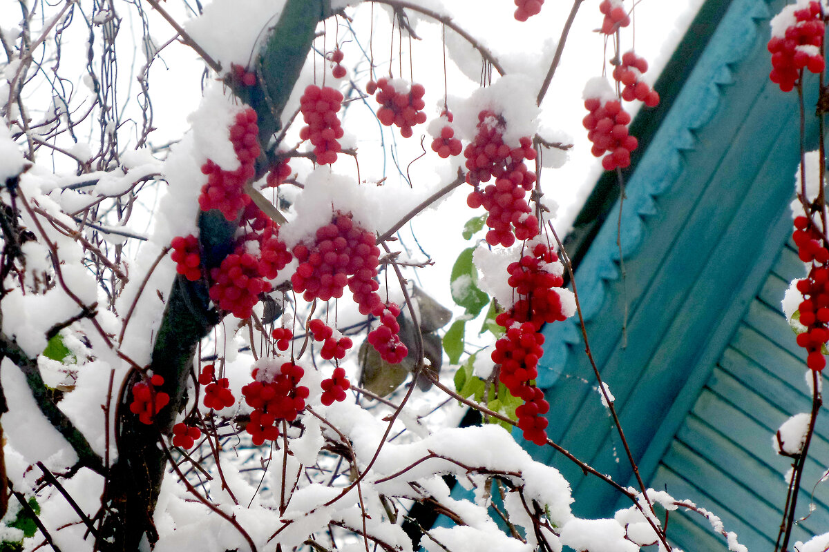 лимонник китайский - Ольга 