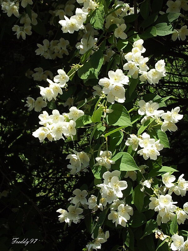 Жасмин - Freddy 97