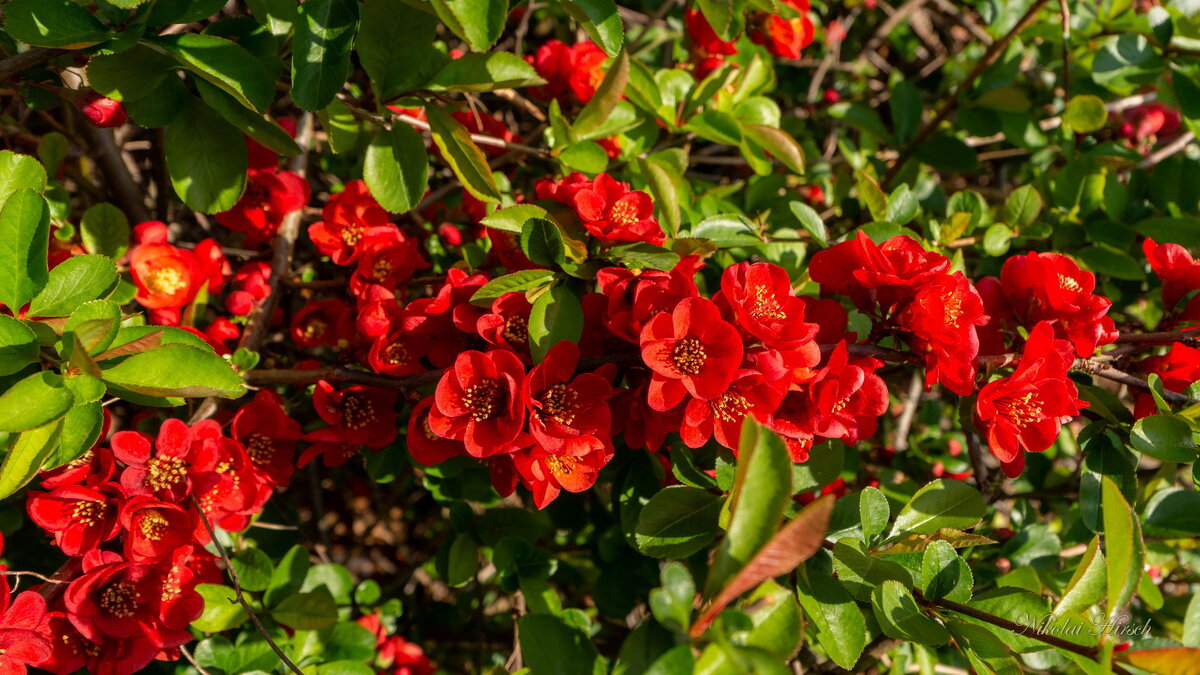 Про японскую айву... - Николай Гирш