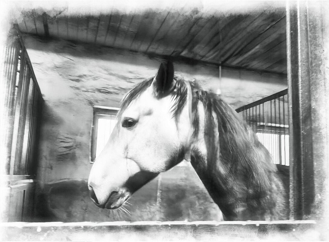 Лошадка в конюшне - Елена Сухорученкова