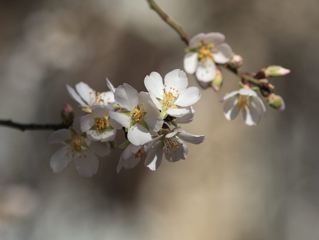 Весна торопится в гости. Февраль, Крым - Светлана Тихонина