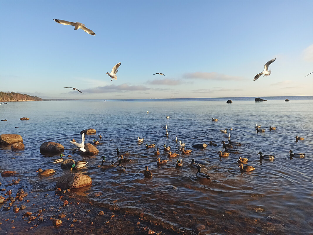 Чайки и утки на Финском заливе. - Лилия * Чайки и утки на Финском заливе. - Лилия *