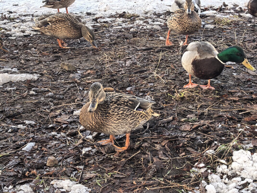 "...серая уточка..." - Olga Oskolkova