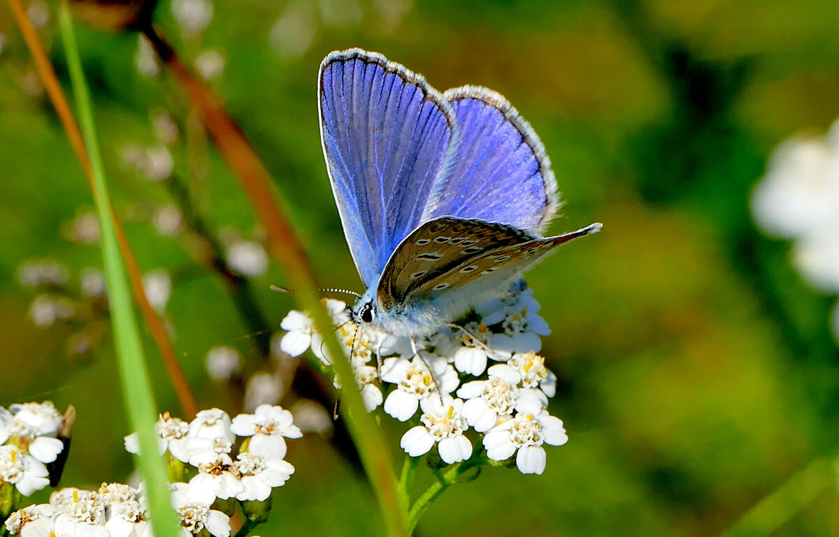 опять про бабочек...490 - Александр Прокудин