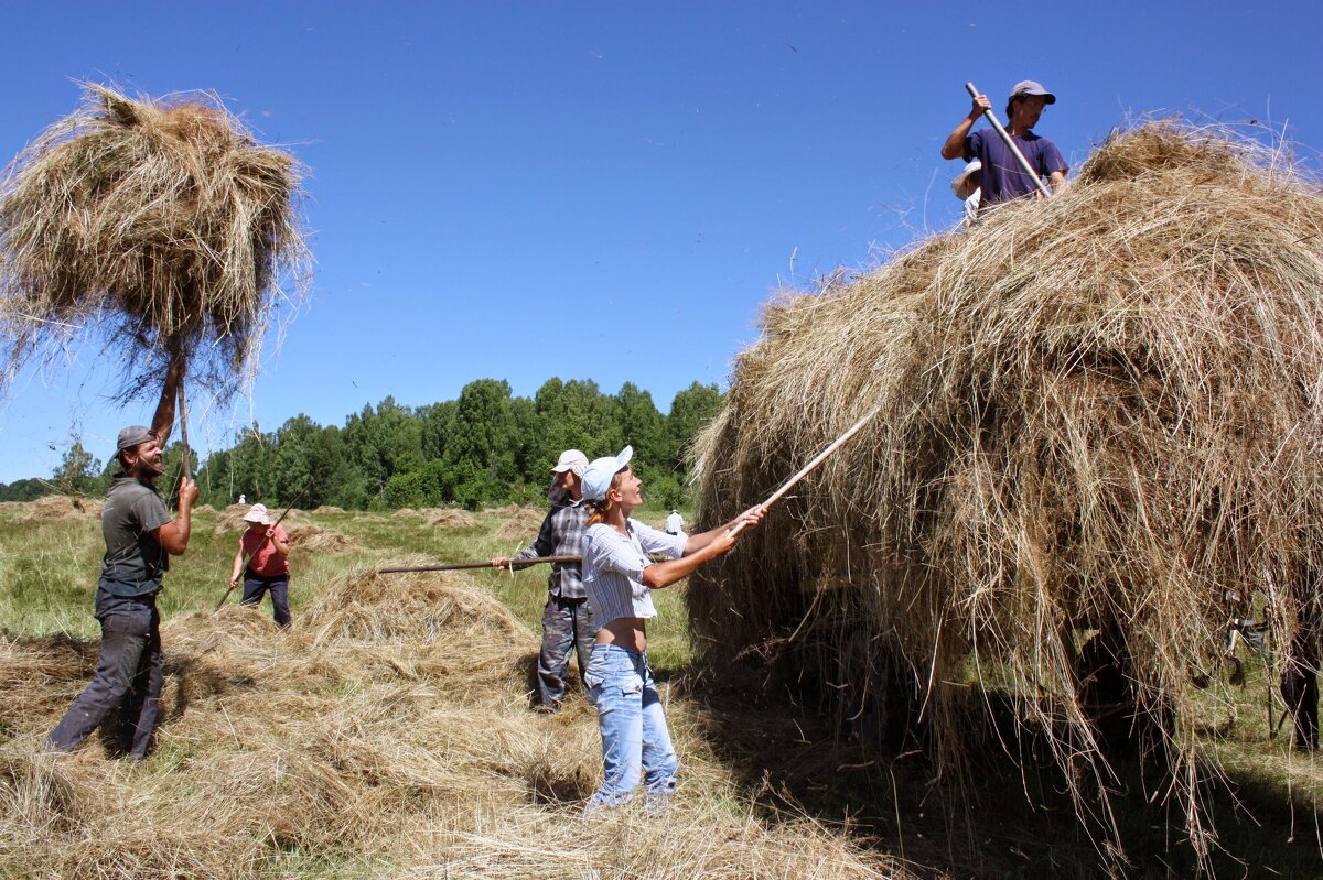 СЕНОКОС - Tata Wolf