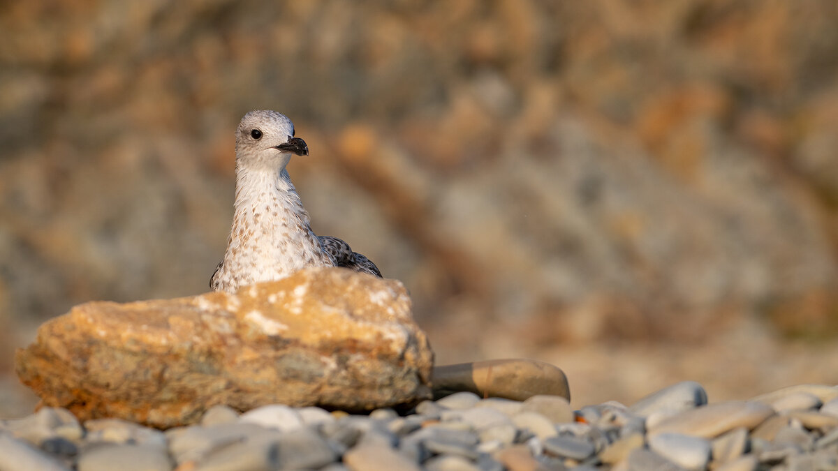 На морском берегу. Чайки. - Владимир Лазарев На морском берегу. Чайки. - Владимир Лазарев