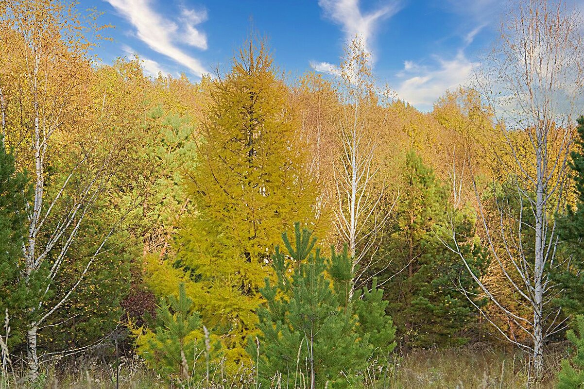 Заполыхала лиственница - Владимир Кириченко