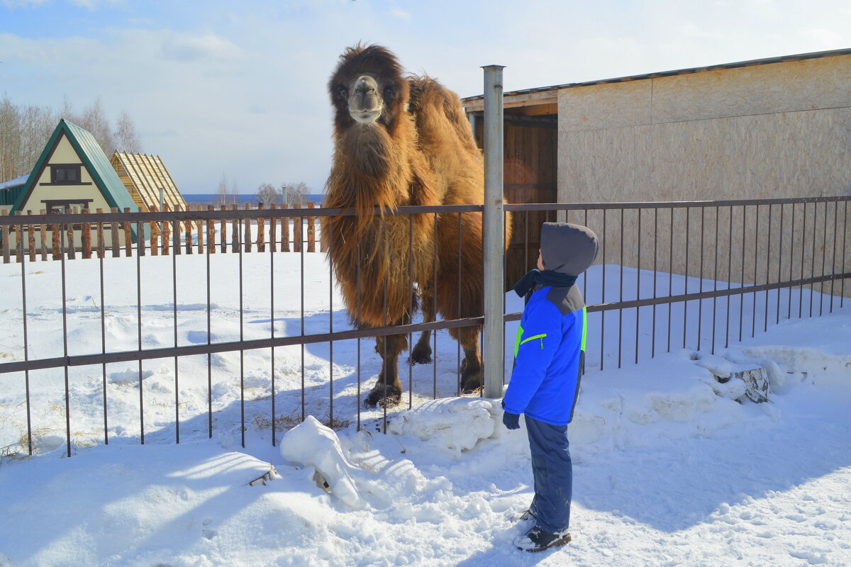 Корабль пустыни - Татьяна Лютаева