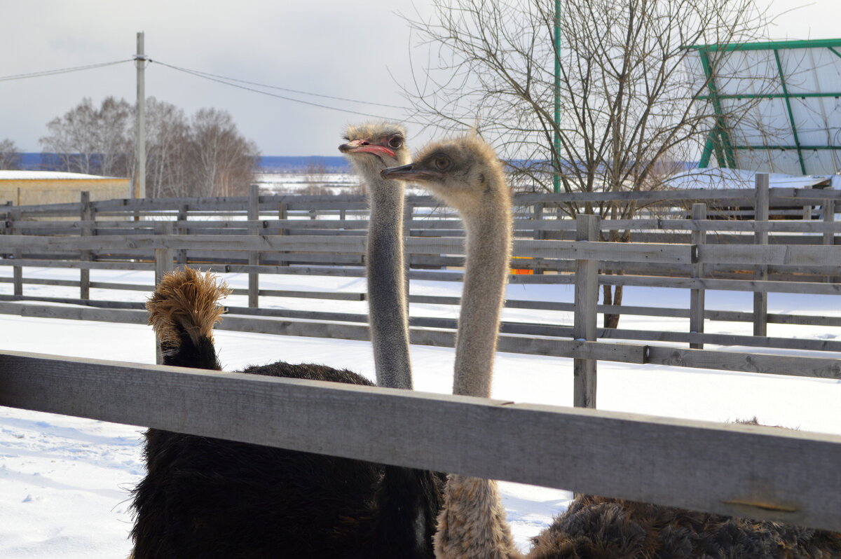 Страусы в Сибири - Татьяна Лютаева