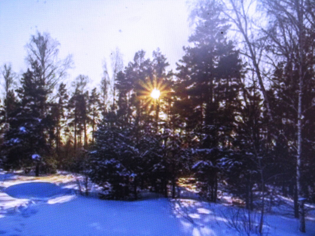 В лесу - Людмила Смородинская В лесу - Людмила Смородинская