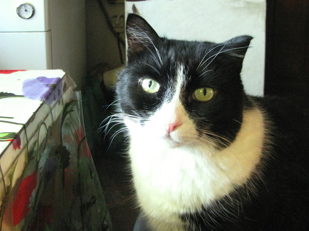 Мой любимец - Людмила Смородинская