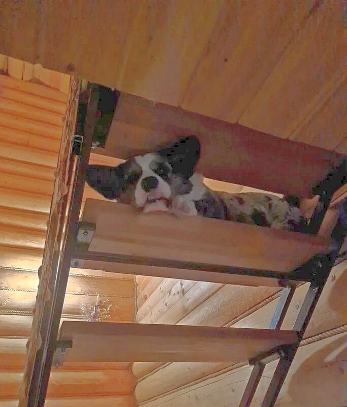 Чак "на смотровой площадке" - Ольга Довженко Чак "на смотровой площадке" - Ольга Довженко