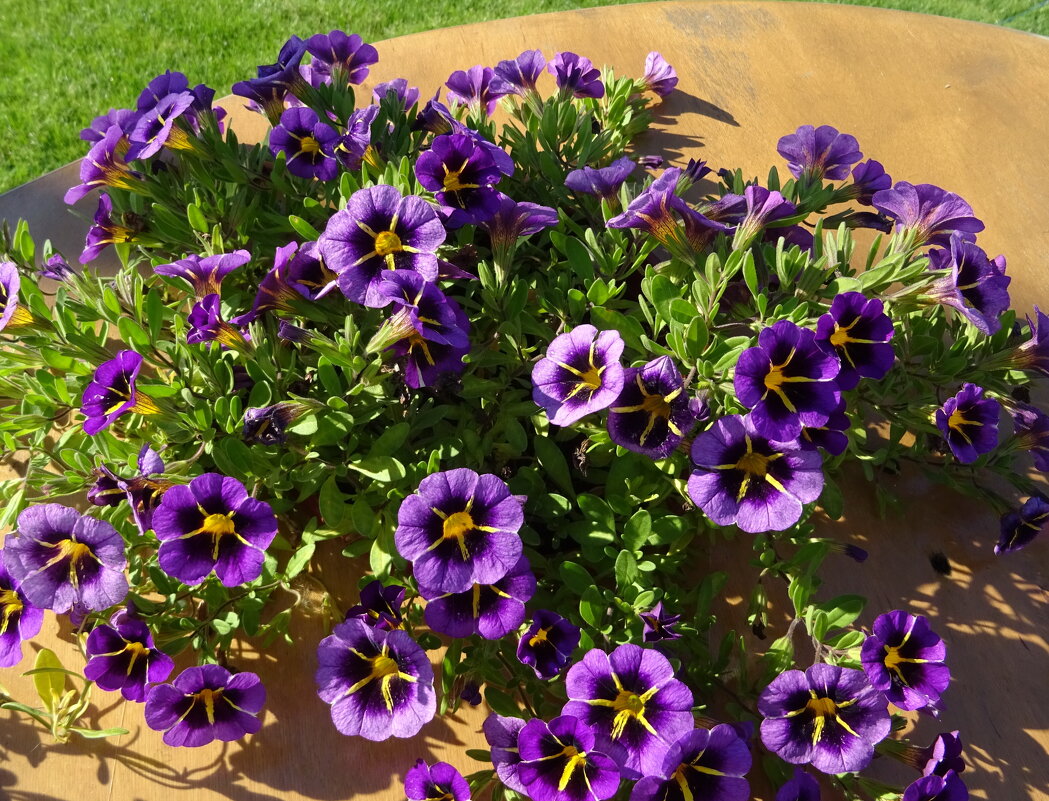 Калибрахоа - PRP 