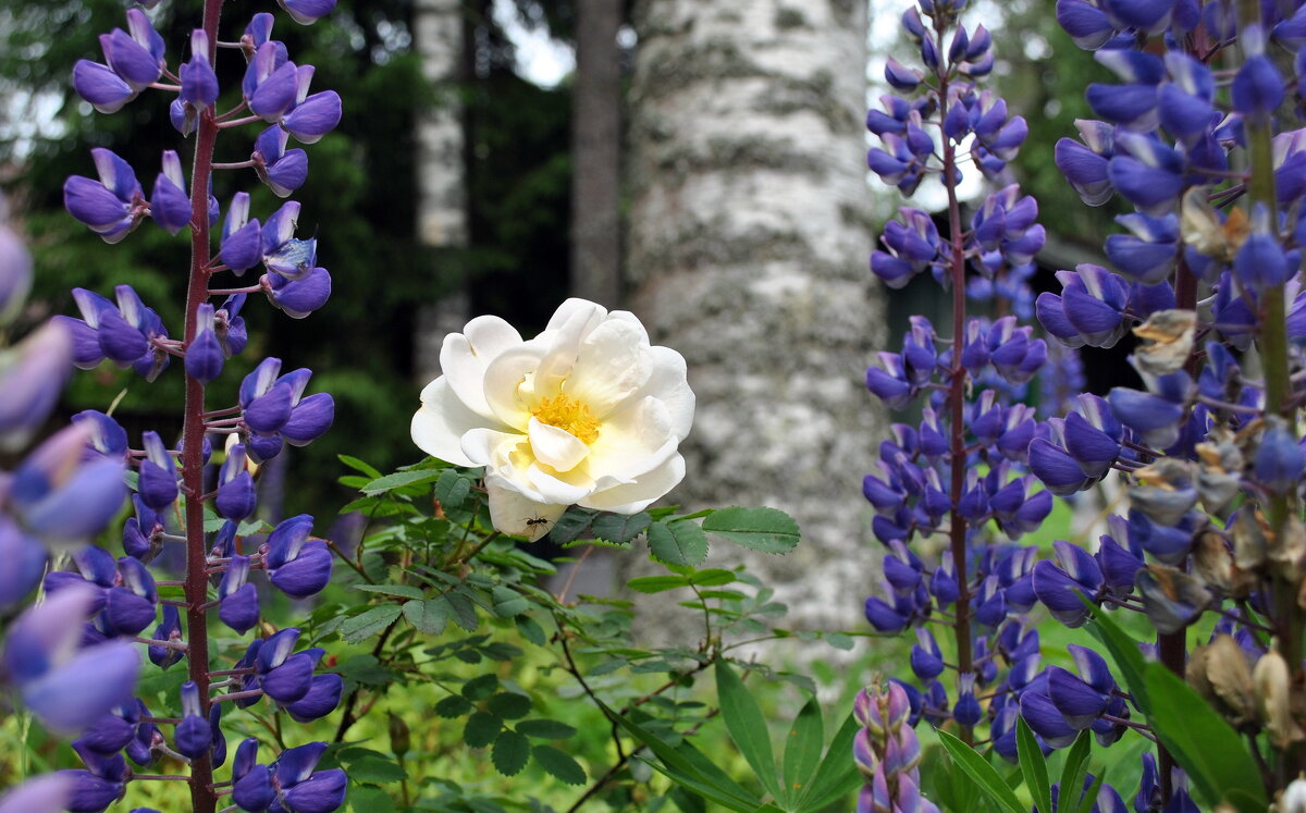 На прогулке - AleksSPb Лесниченко