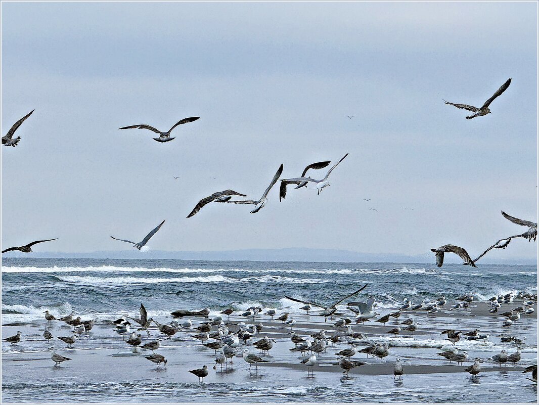 Чайки. - Валерия Комова