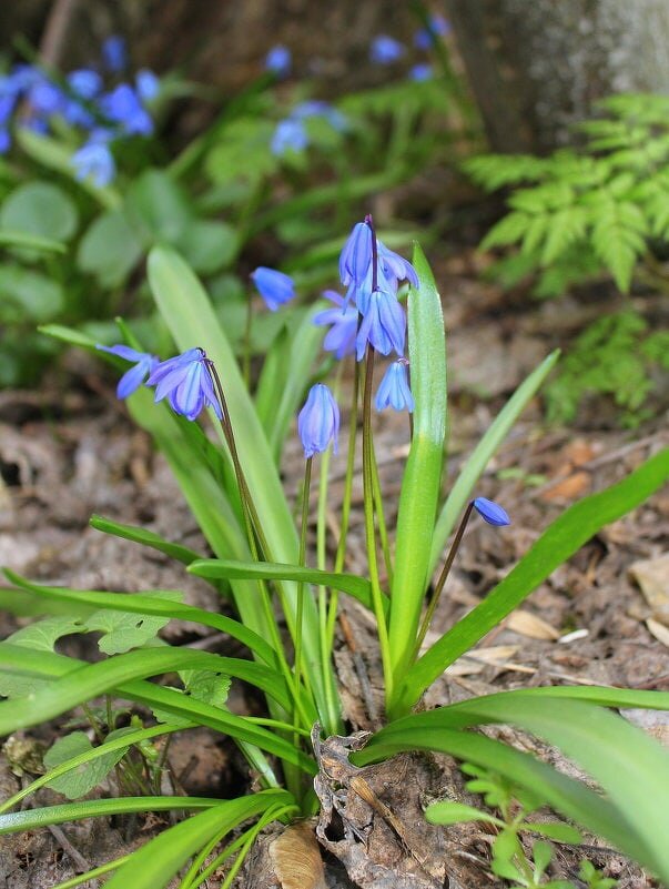 Пролески - Оксана Новик 