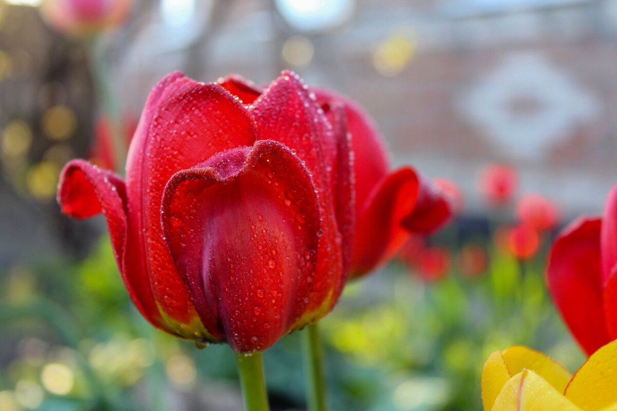 Кусочек весны - Оксана Новик 