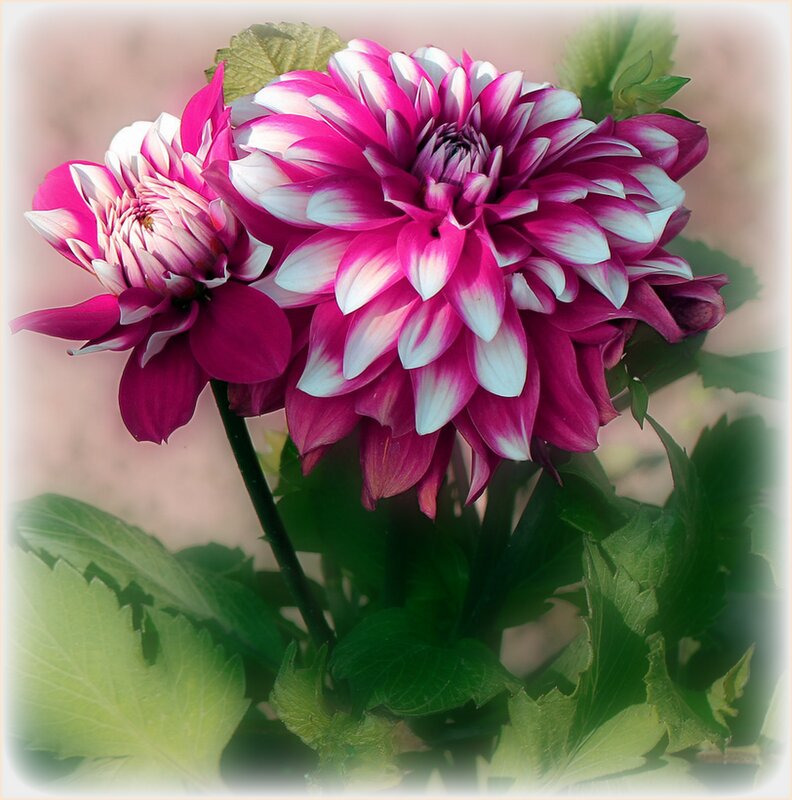 Георгины цвели у дома - Наталья *** Георгины цвели у дома - Наталья ***