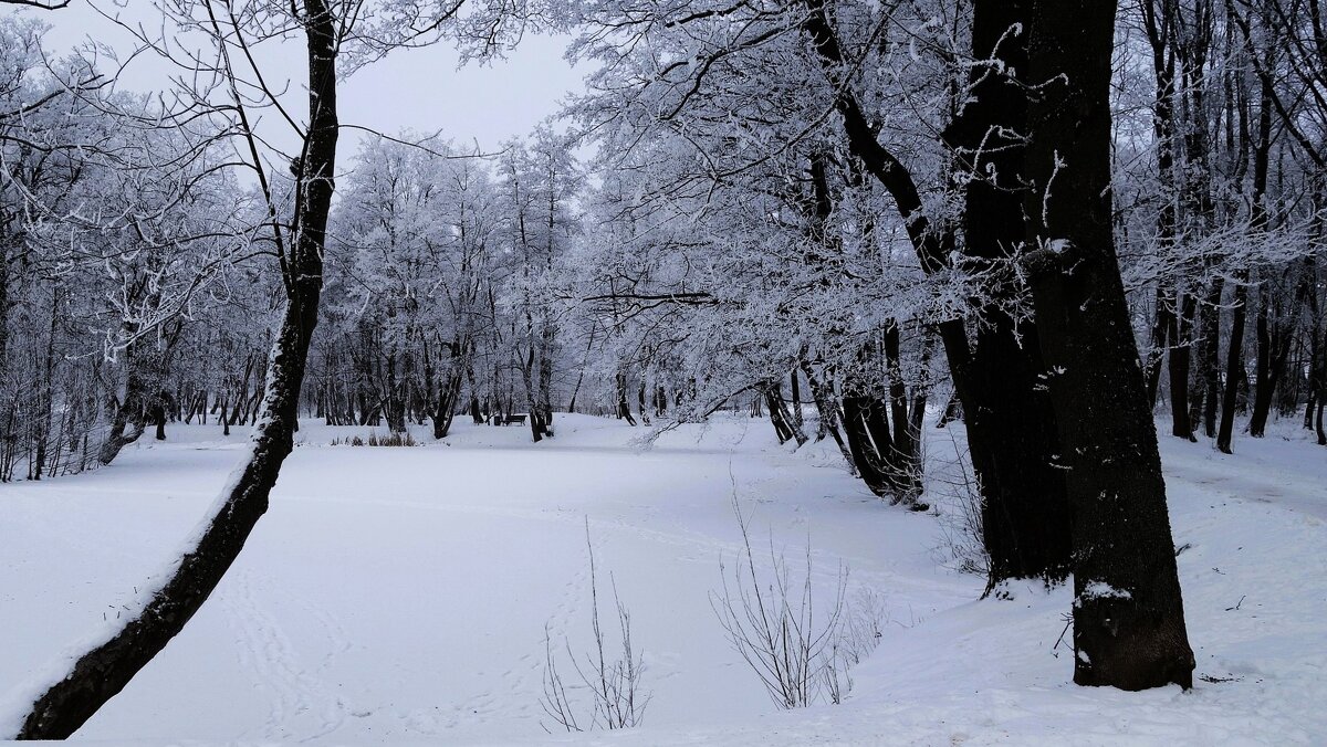 Заснеженный парк - Рита Симонова