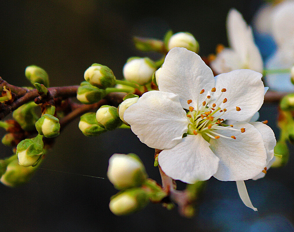 Ждём весну! - Светлана 