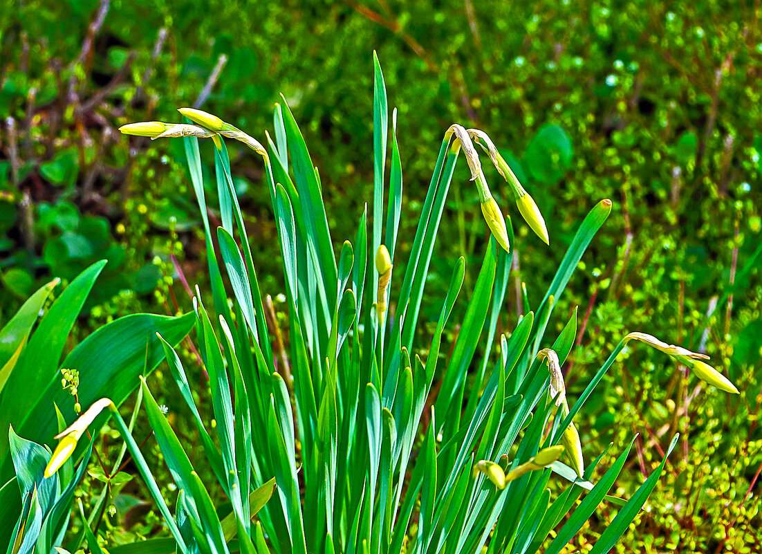Ждём весну! - Светлана 