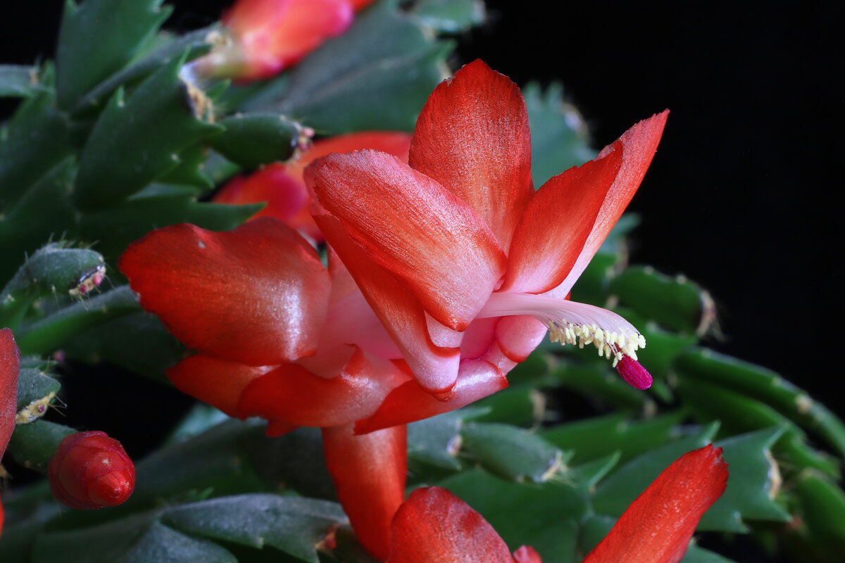 *** - Игорь Kуленко