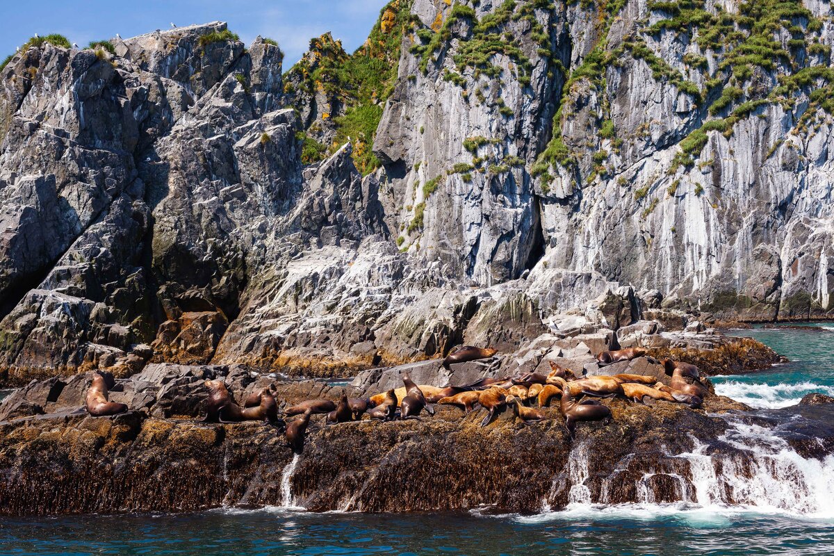 Морские львы - Антон Лихач Морские львы - Антон Лихач