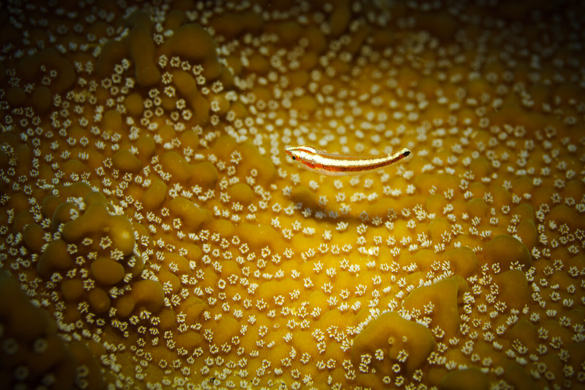 На "лугу"... - алексей афанасьев