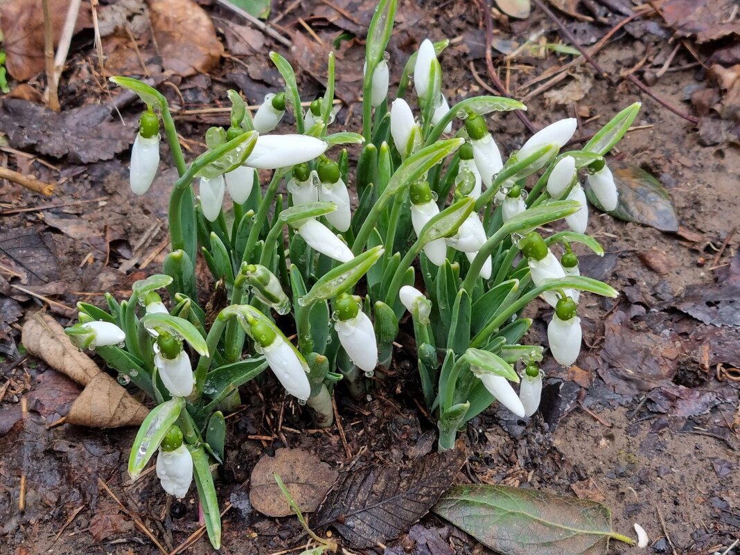 Наши подснежники - Наталья 