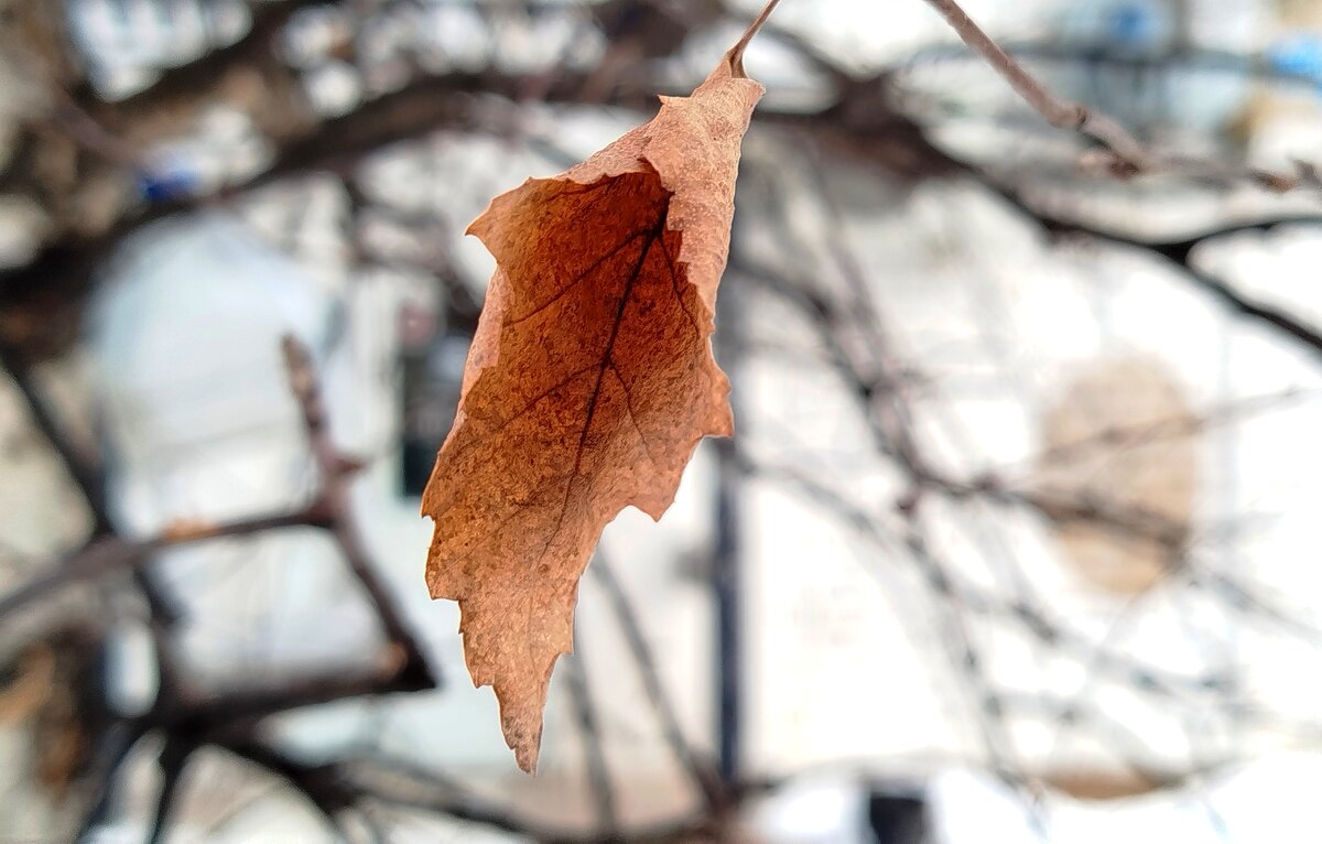 Березовый лист, прошлогодний - светлана льдокова