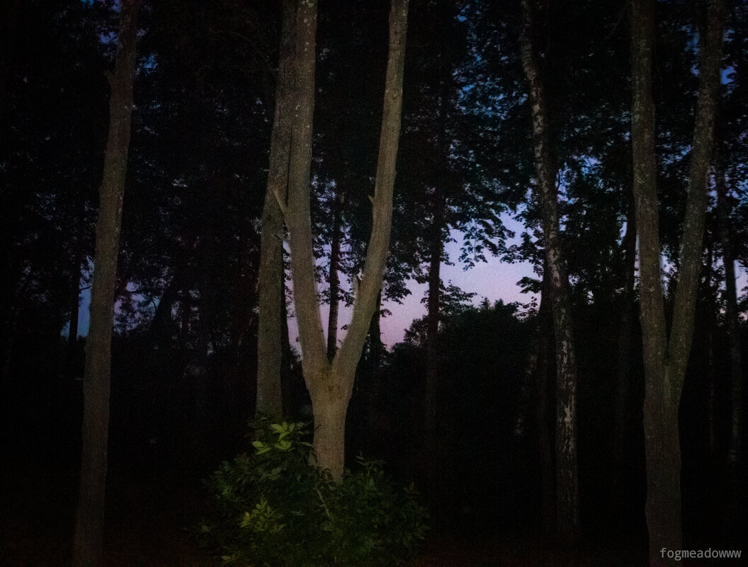 Вечер - fogmeadowww m