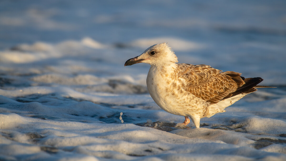 На морском берегу - Владимир Лазарев