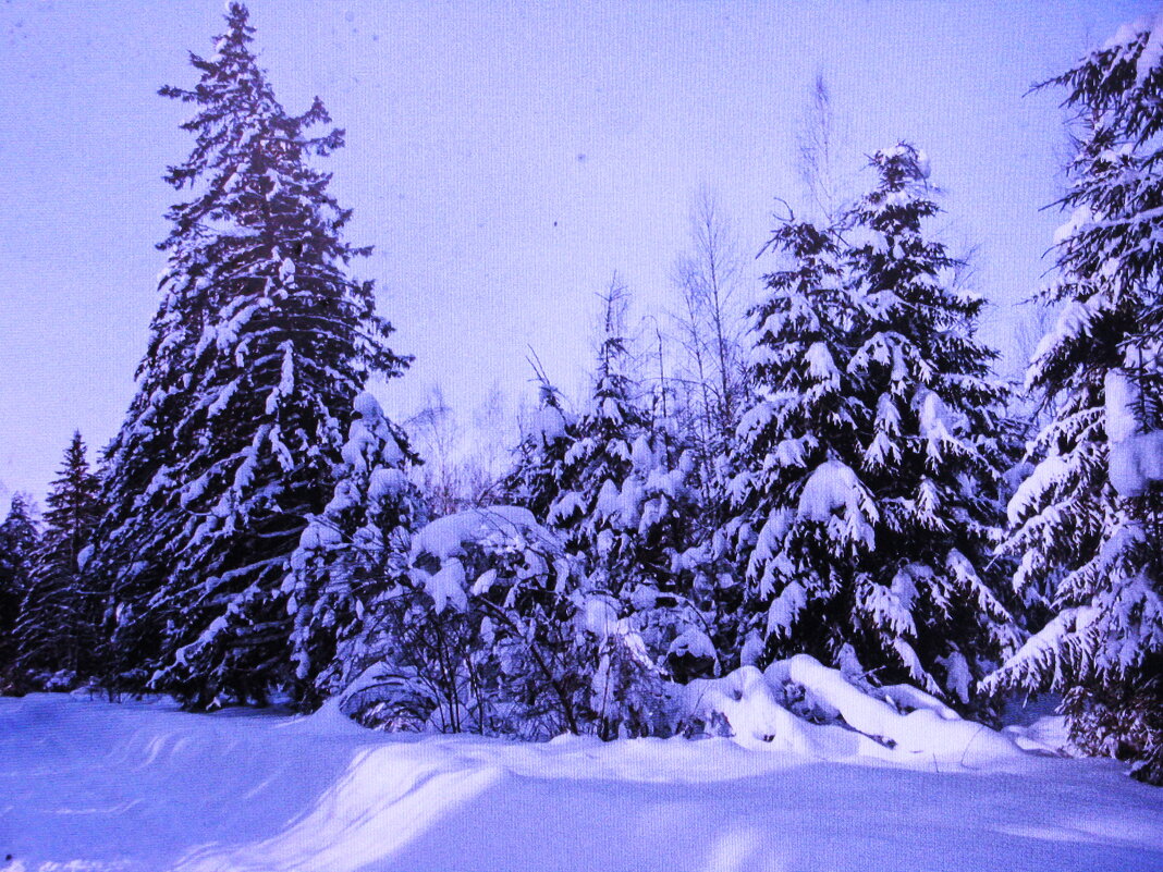 Снежная красота - Людмила Смородинская