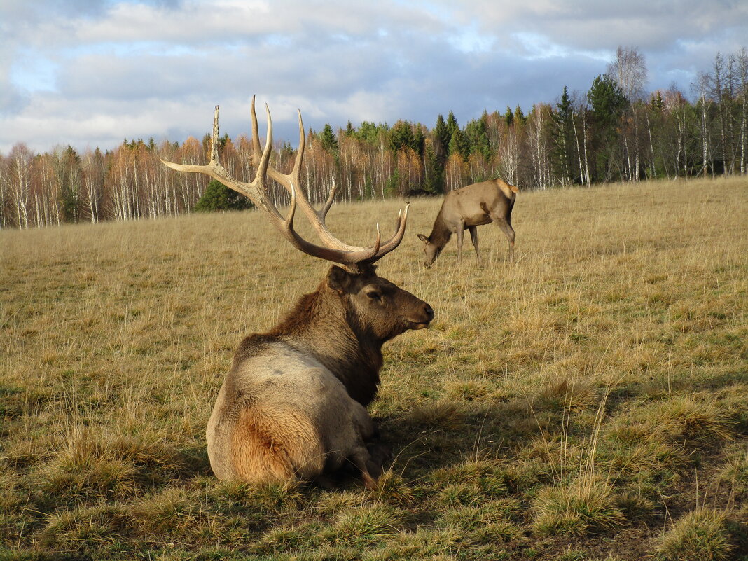 Висим - Елена Шаламова