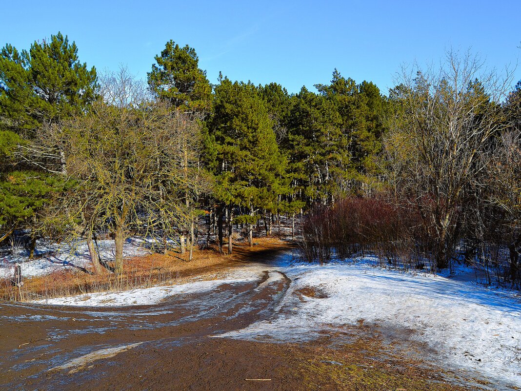 Ростов-на-Дону. Февральская оттепель в Сосновом бору. - Пётр Чернега Ростов-на-Дону. Февральская оттепель в Сосновом бору. - Пётр Чернега