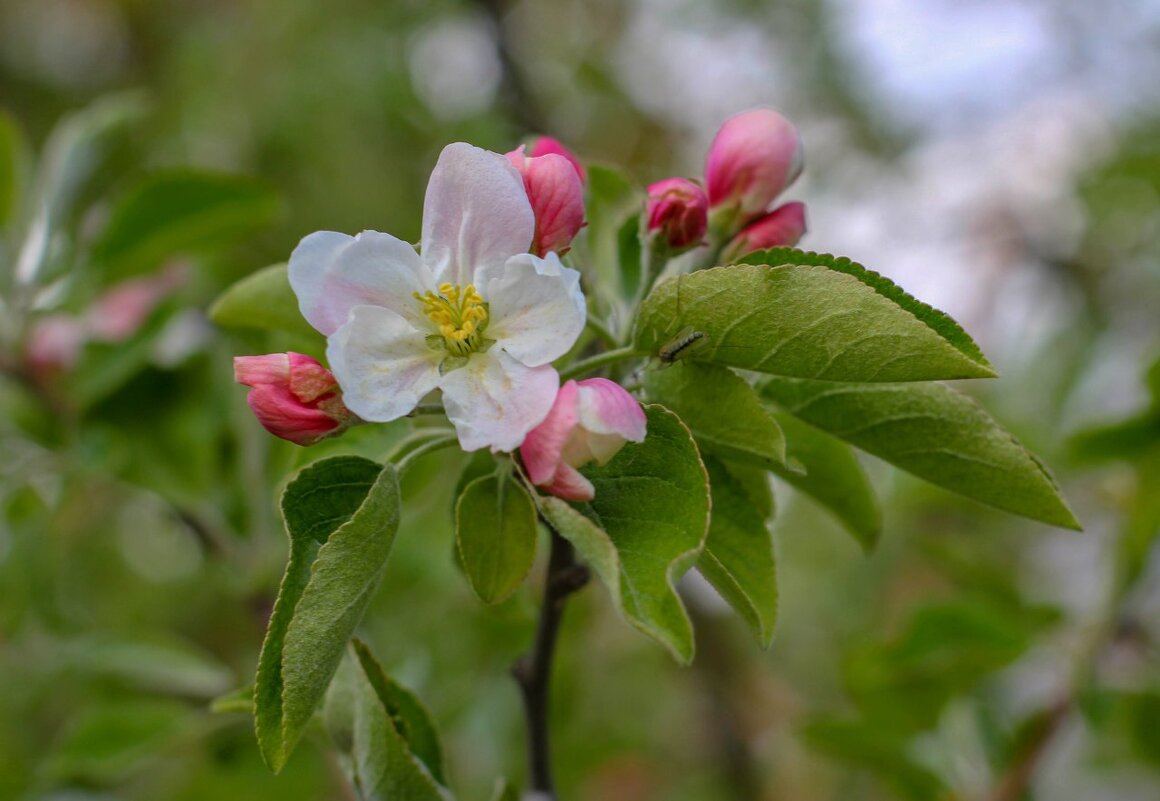 В цвету - Оксана Новик 