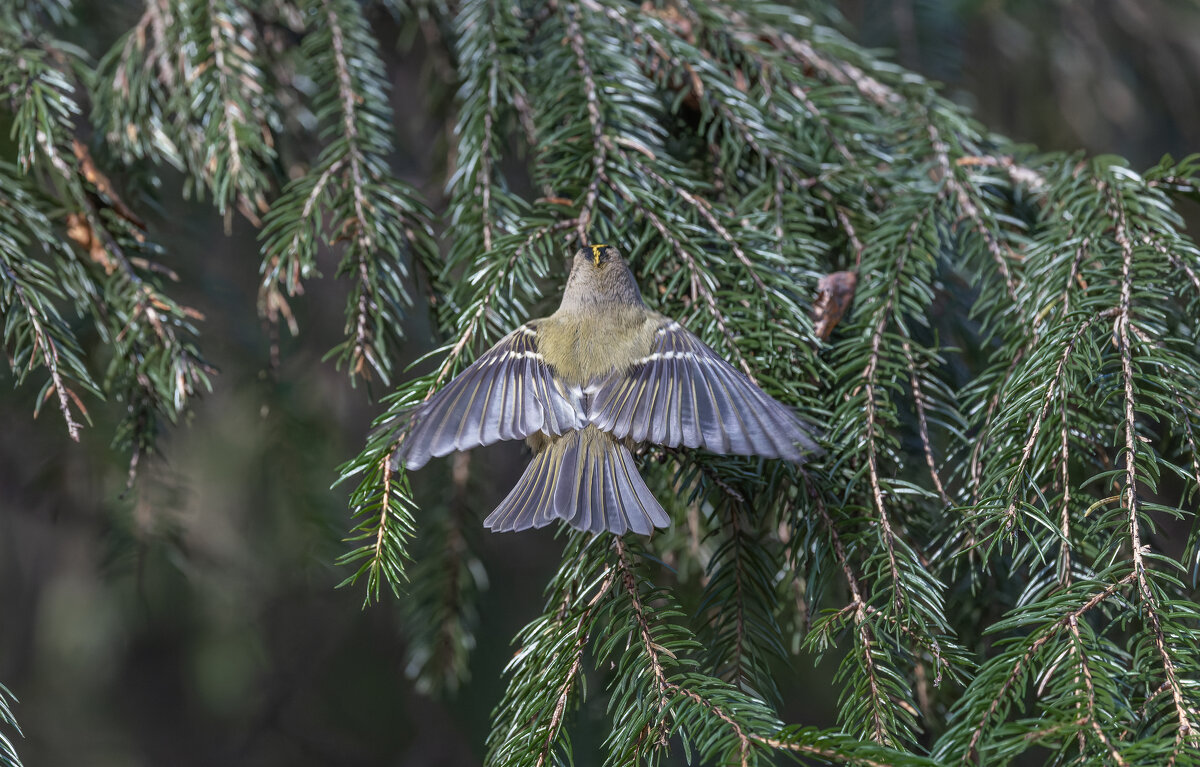 желтоголовый королек - юрий макаров желтоголовый королек - юрий макаров