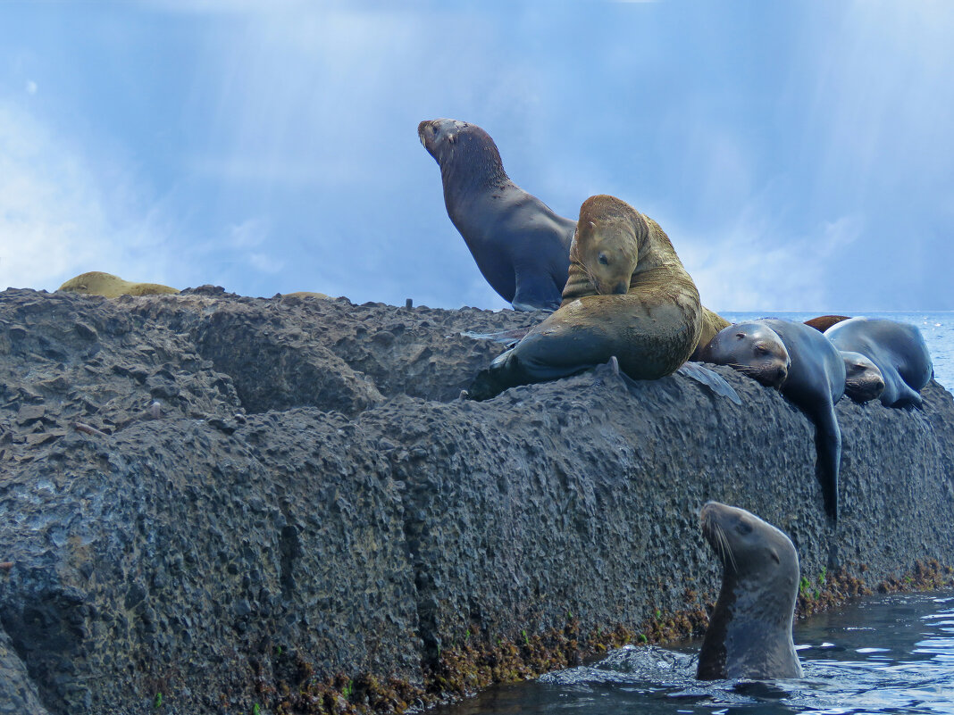 Сивучи недалеко от мыса Кузнецова - ИРЭН@ . Сивучи недалеко от мыса Кузнецова - ИРЭН@ .