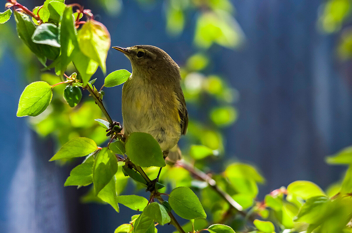 Пеночка - Aleksandr .