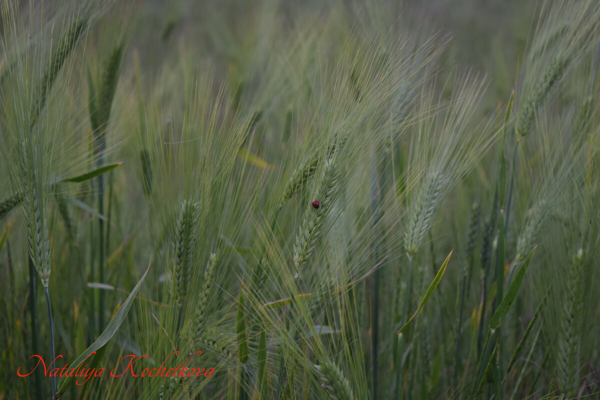 Природа Крыма - Amazing Cosmea