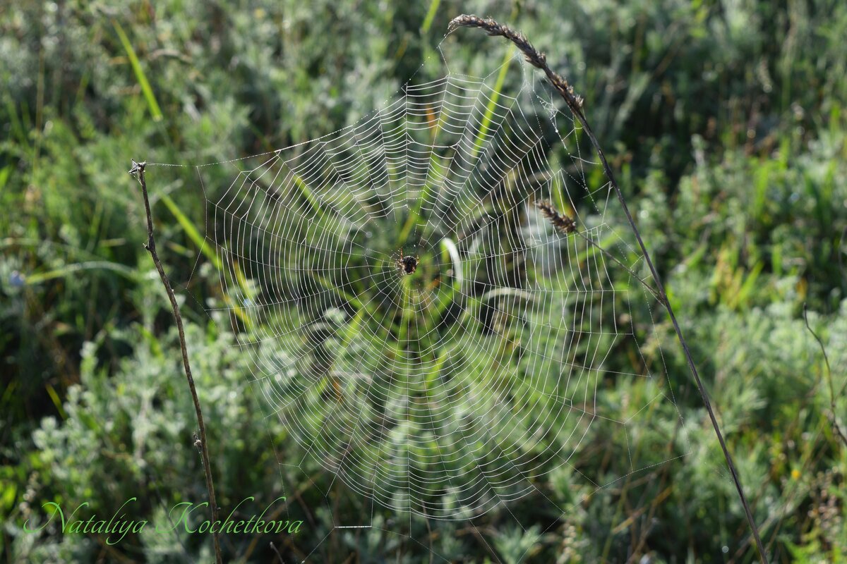 Природа Крыма - Amazing Cosmea