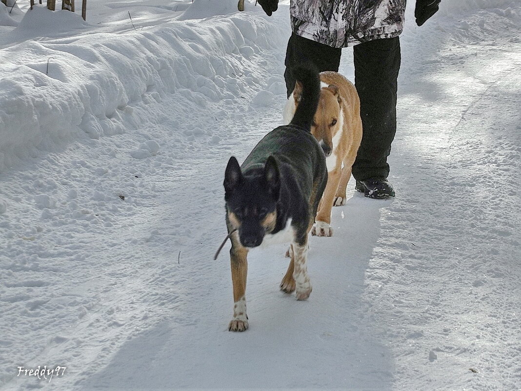 Дружные ребята - Freddy 97