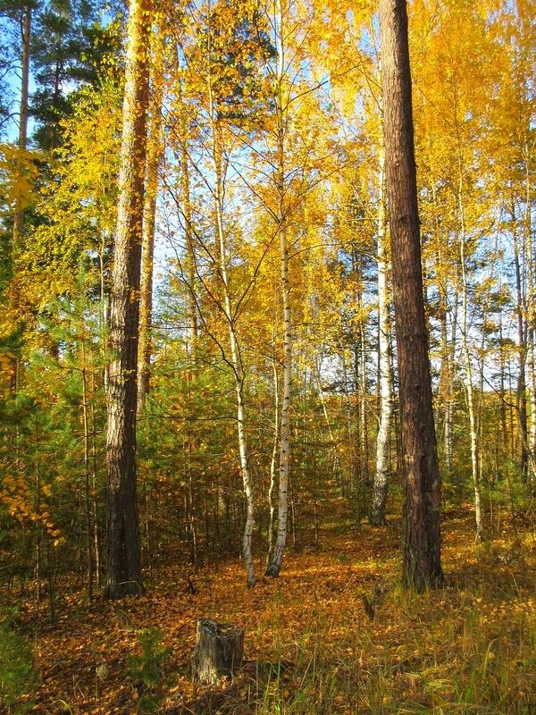 Осенний пейзаж - Наталья *** Осенний пейзаж - Наталья ***