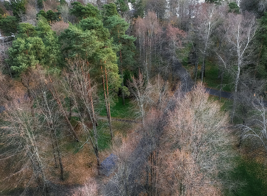 Вид на лесопарк санатория. - Лилия *