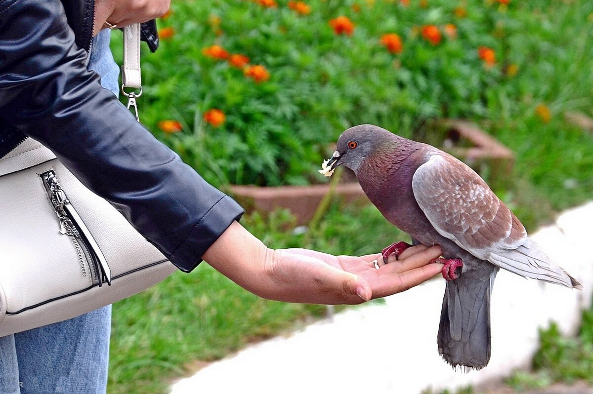 Городской голубь. - Михаил Курзанцев