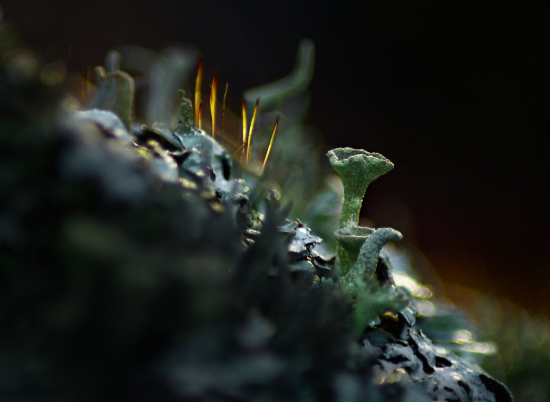 Оранжерея духовых инструментов - Валерий VRN